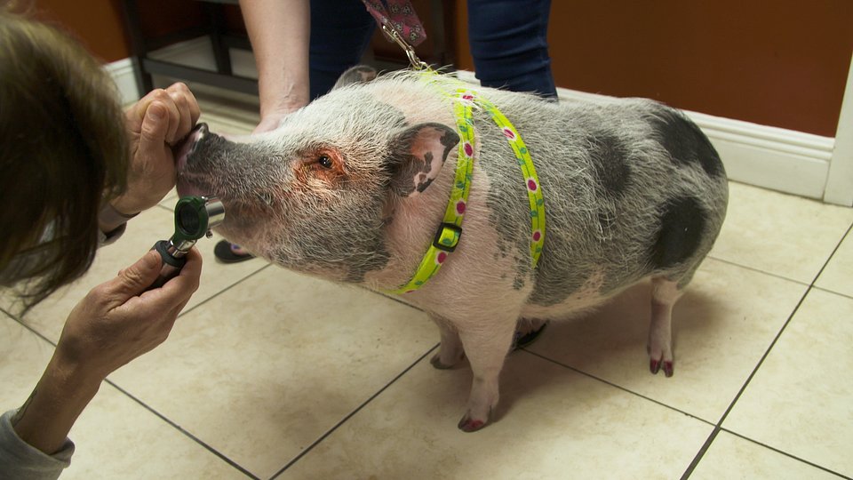 PigImprovement_Ep401_DrKsExoticAnimalER_LR_02.jpg