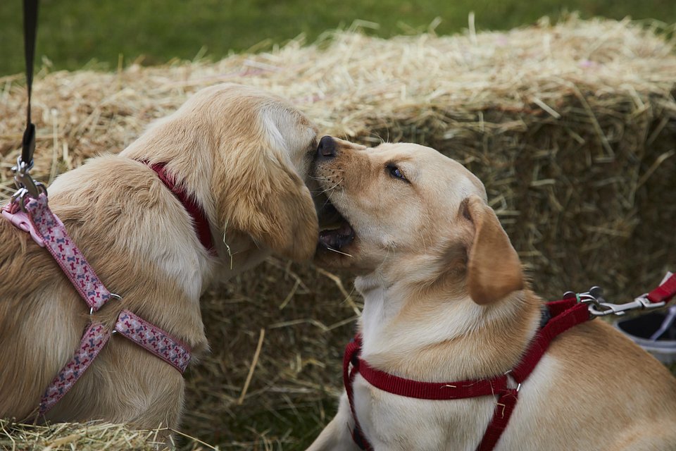 101_PuppySchool_11.jpg