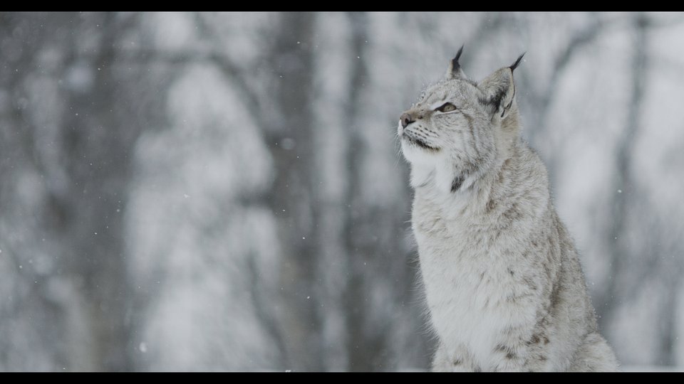 WildNordic_Ep103_LR_01.jpg