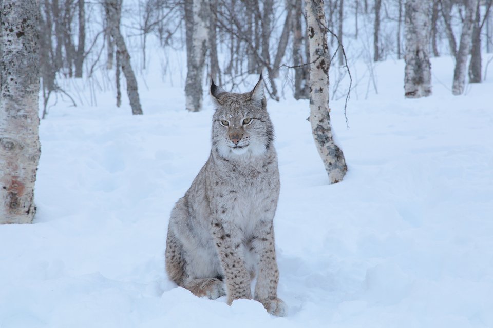 EuropesLastWilderness_01.jpg