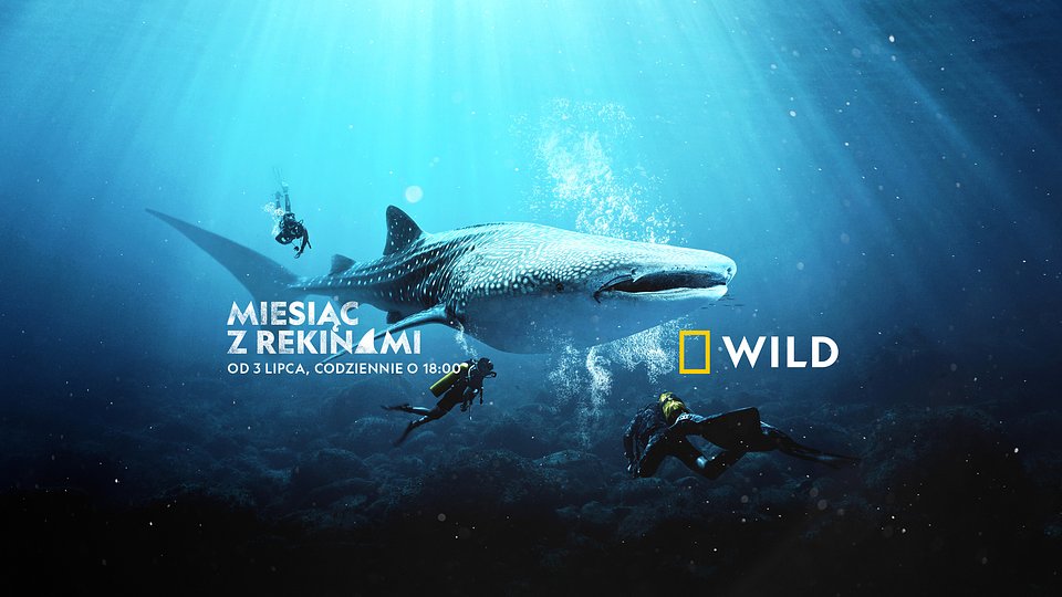 Sharkfest_lipiec 2021_National Geographic Wild.jpg