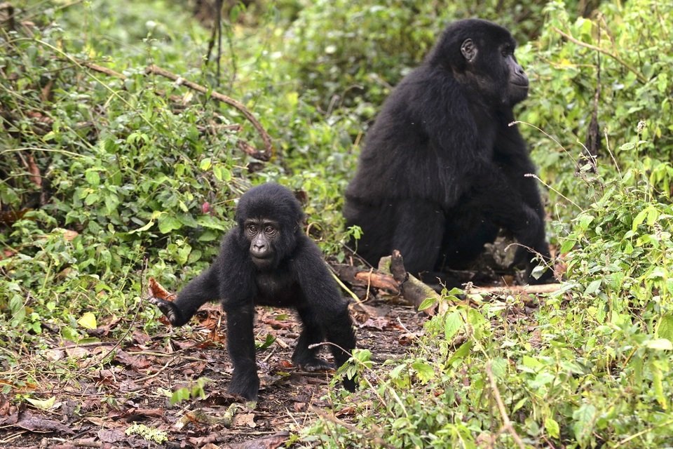 wild_uganda_male.jpg