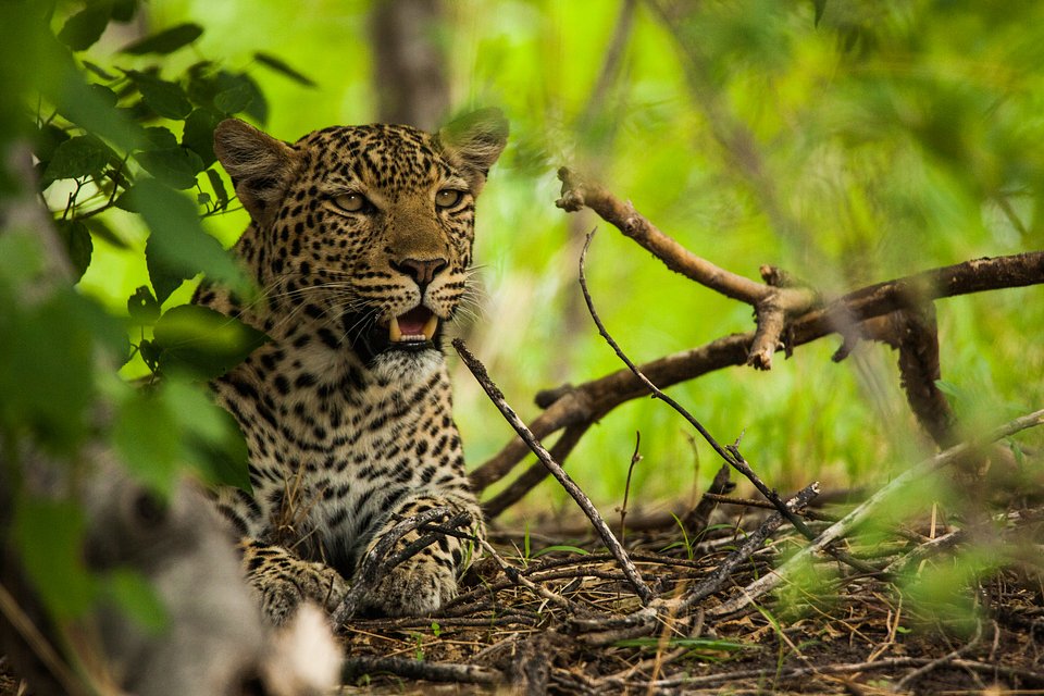 Ep202_SavageKingdom2_17.jpg