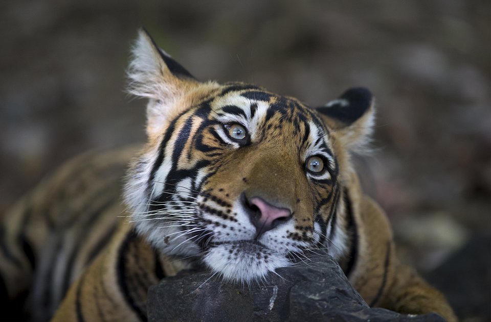 ClashOfTheTigers_06.jpg