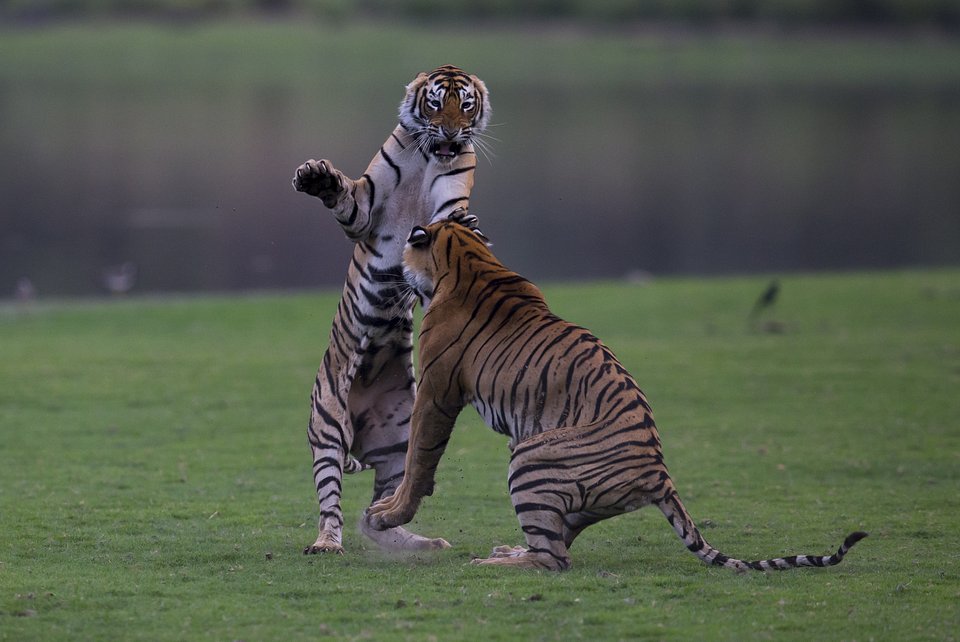 ClashOfTheTigers_16.jpg