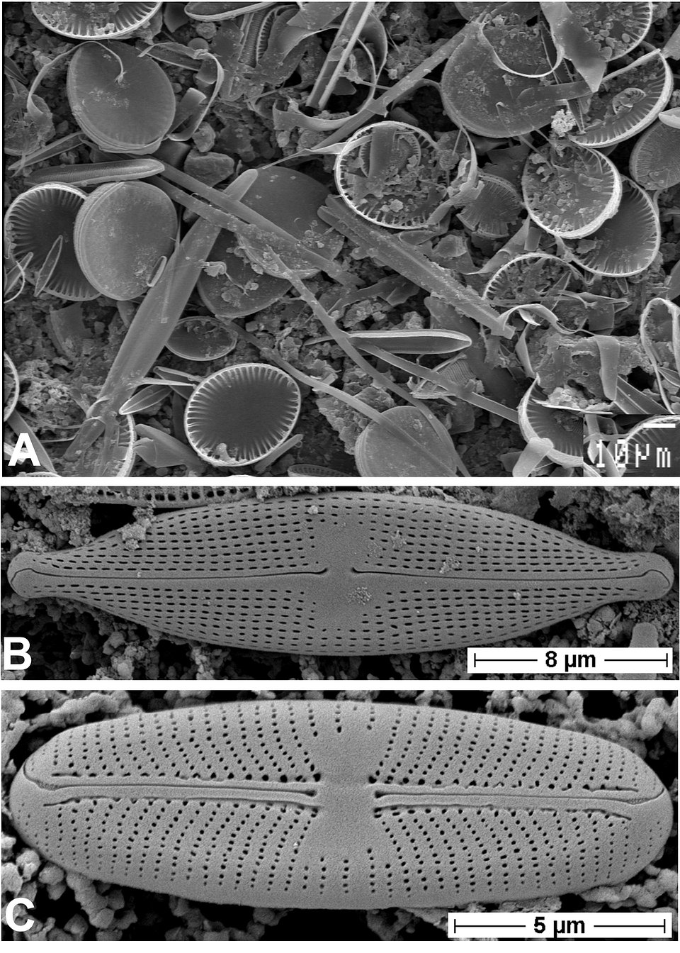 Fig. 2. Krzemionkowe skorupki okrzemek obserwowane w skaningowym mikroskopie elektronowym (SEM). A – zbiorowisko okrzemek, B – Navicula gregaria, C – Sellaphora pupula.