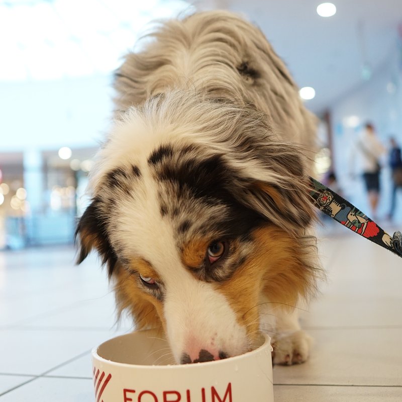 Forum Psiaków (1)_Manfred.JPG
