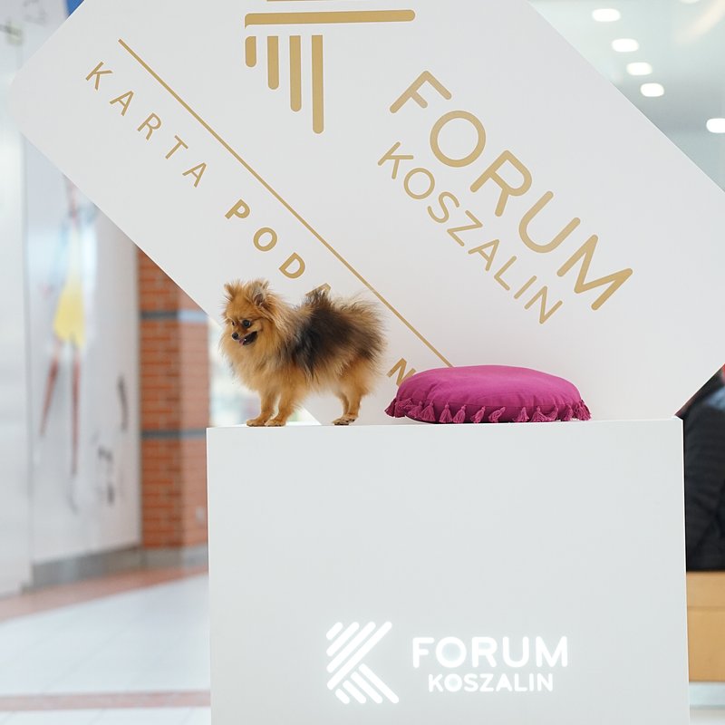Forum Psiaków (11)_Celinka i Abi.JPG