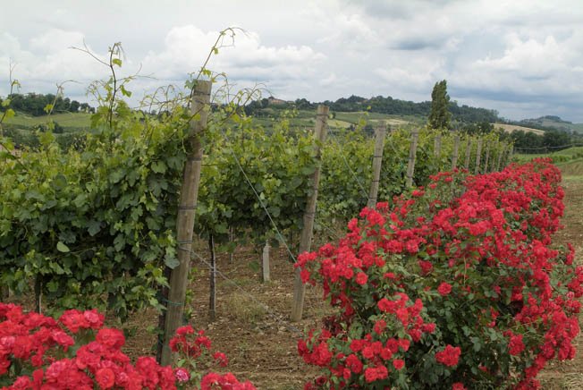 Flowe_Lambrusco_Vineyards copia.jpg