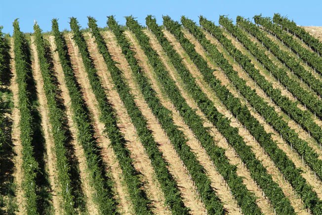 VIneyards_Lambrusco copia.jpg
