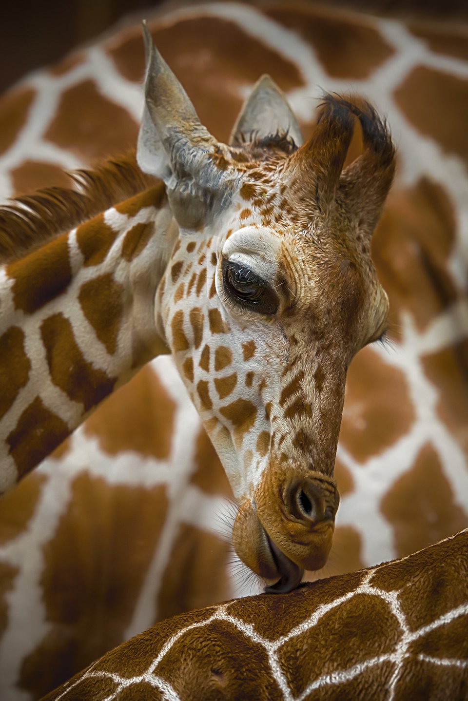 Giraffe at Cologne's zoom, Germany (A.Rosenthal/AGORA images)
