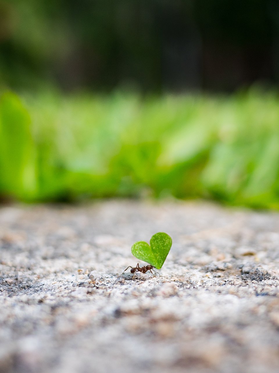 Tiny ant is carrying a heart-shaped clover (Albert Sans/AGORA images)
