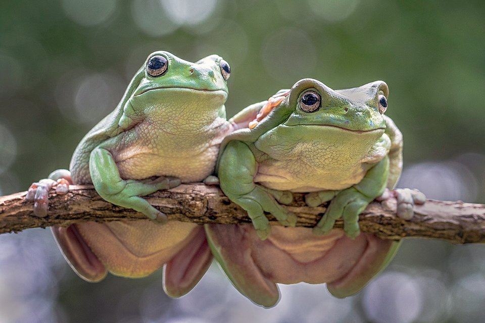 A couple of curious toads (Hendy Lie/AGORA images)