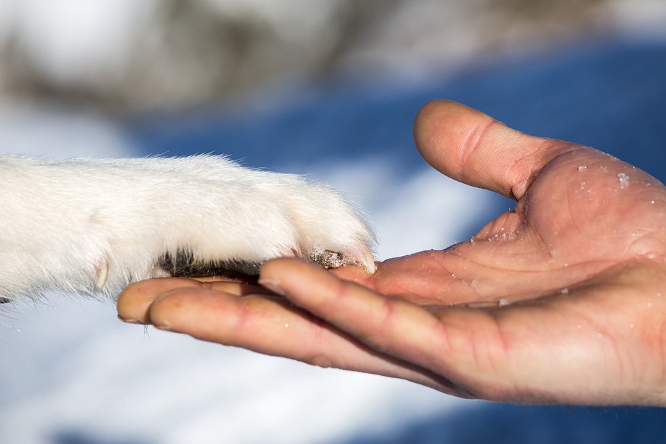 This photographer and with his four-legged friend are travelling around Europe in a van (Andrea Tarlao/ AGORA images)