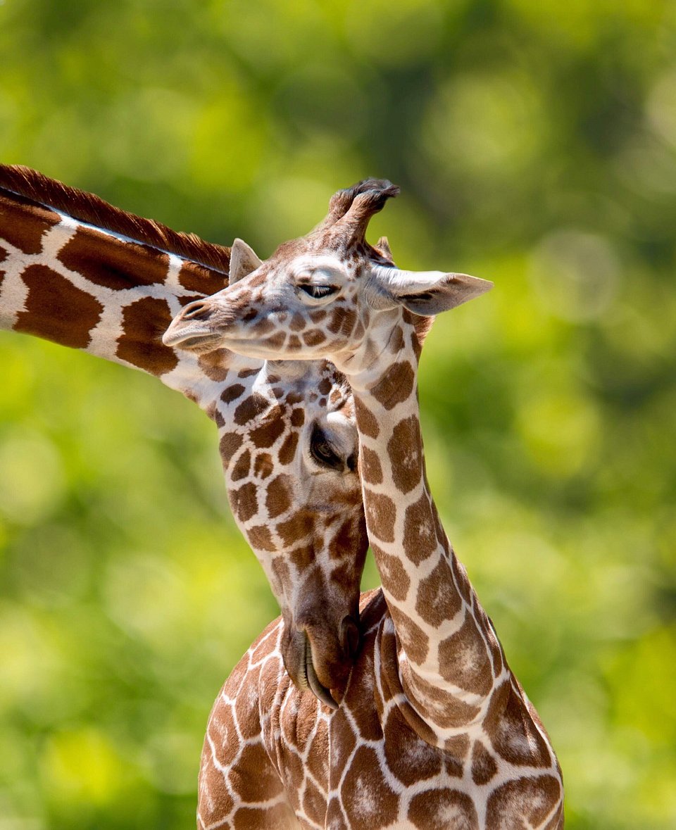 First day out for this baby giraffe in San Luis' zoo, USA (Amanda Castleman/AGORA images)