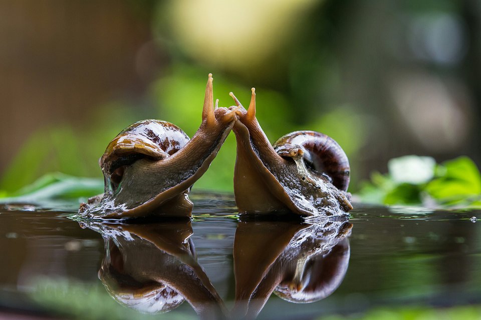 Two snails kissing in Saudi Arabia (Alvin Purificacion/AGORA images)