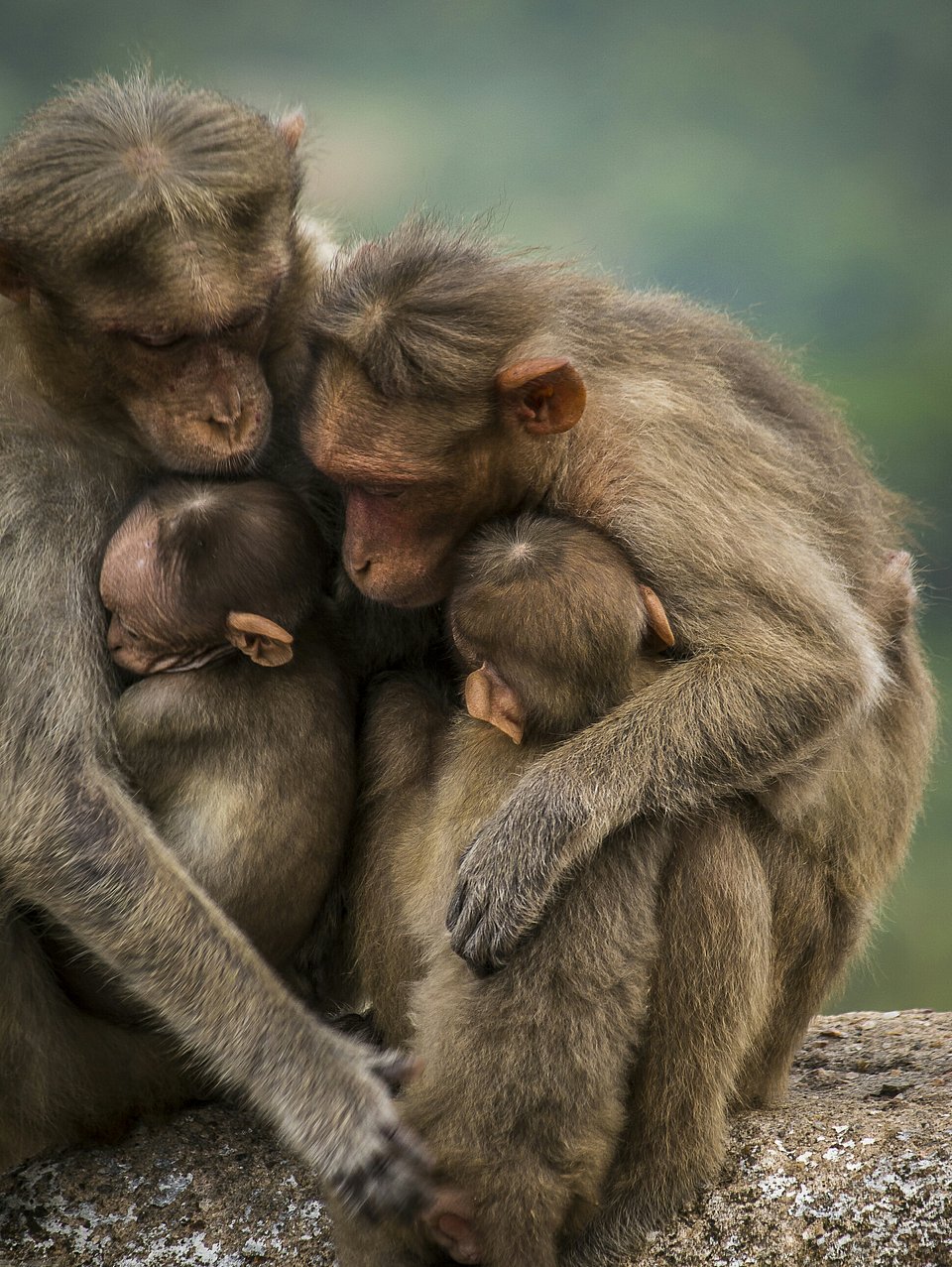 Macaque family hug in India (Pavan Prasad/AGORA images)
