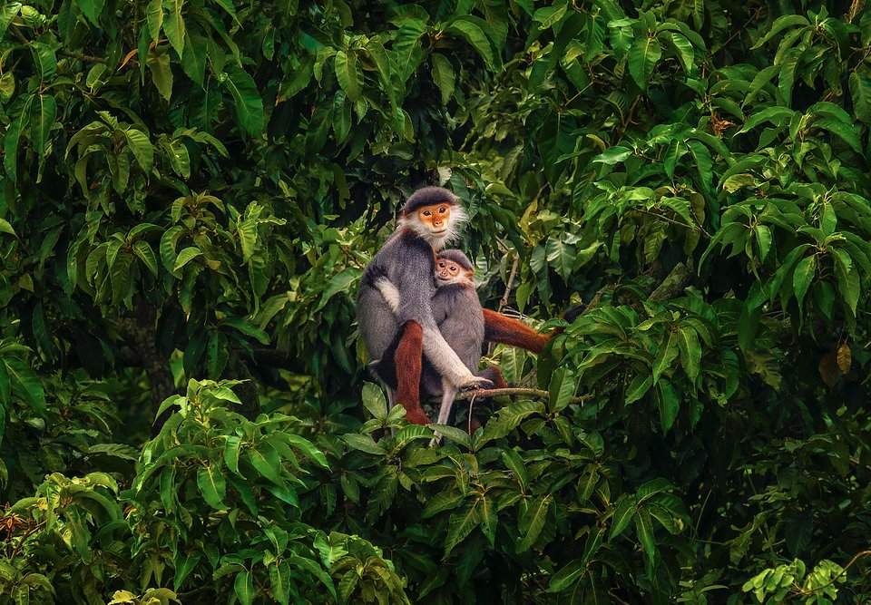 Smiling monkey faces (KhaÌnh Phan/AGORA images)