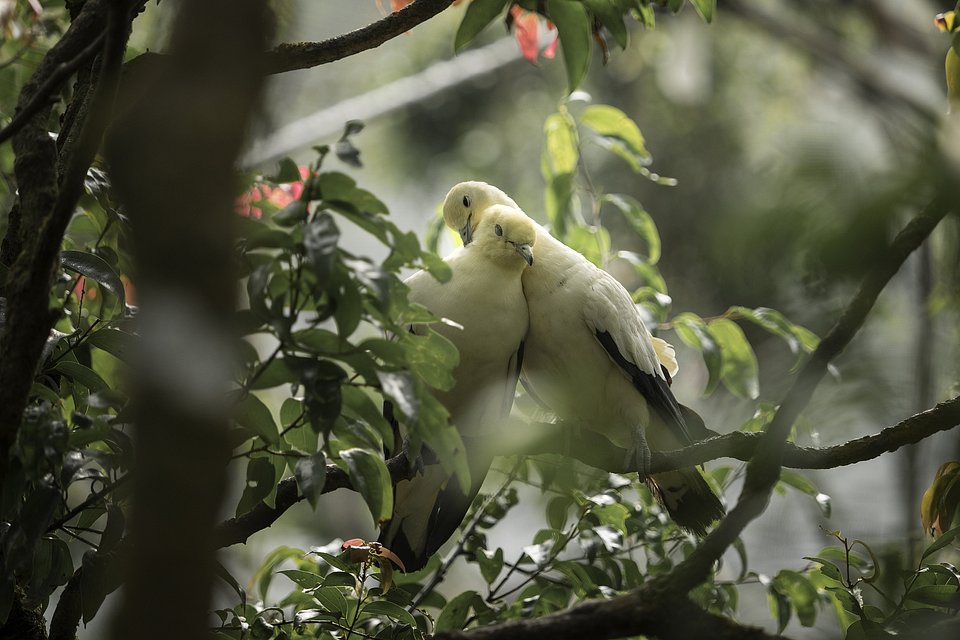 Who said doves couldn't fall in love? (Asad Khalid Sungkar/AGORA images)