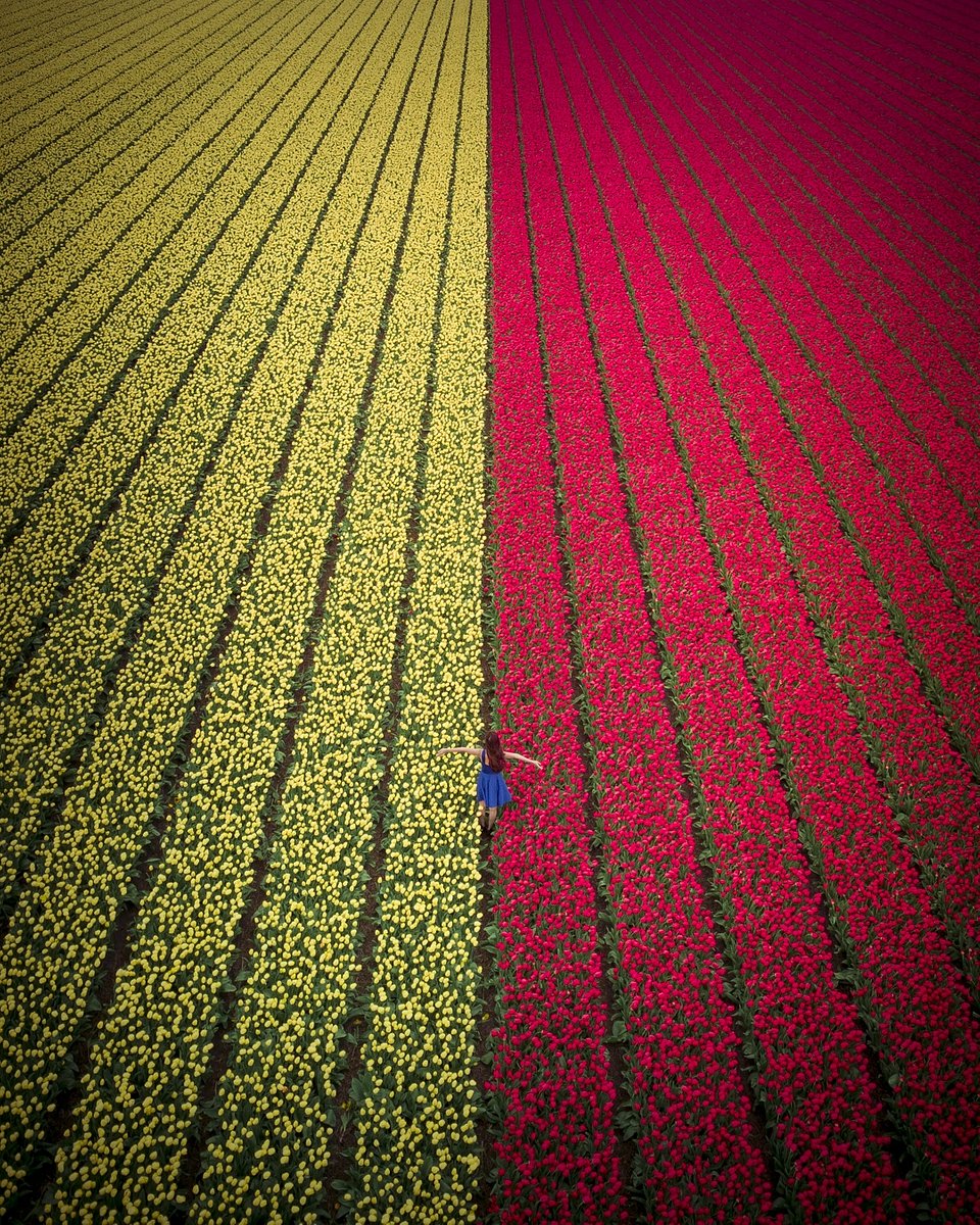 Running through the tulip fields in The Netherlands (Henry Do/AGORA images)