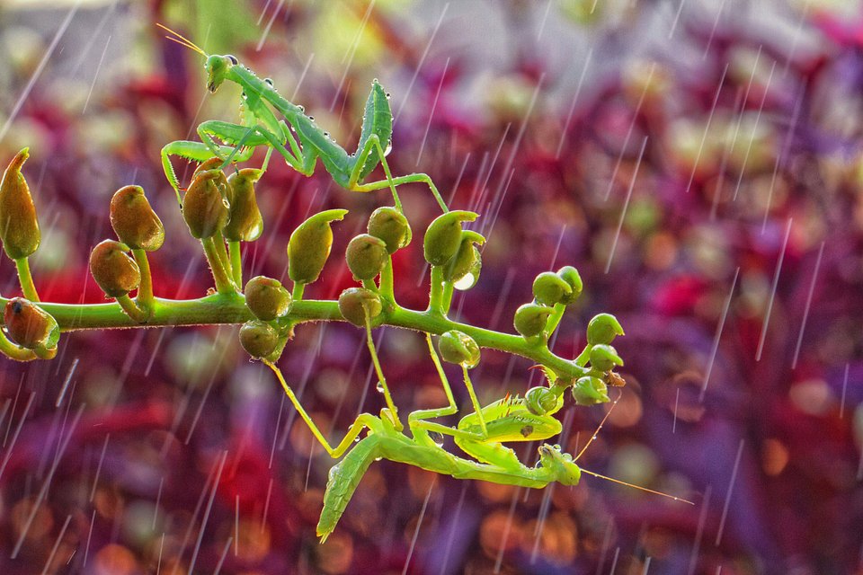 (Andy Darmawan/AGORA images)