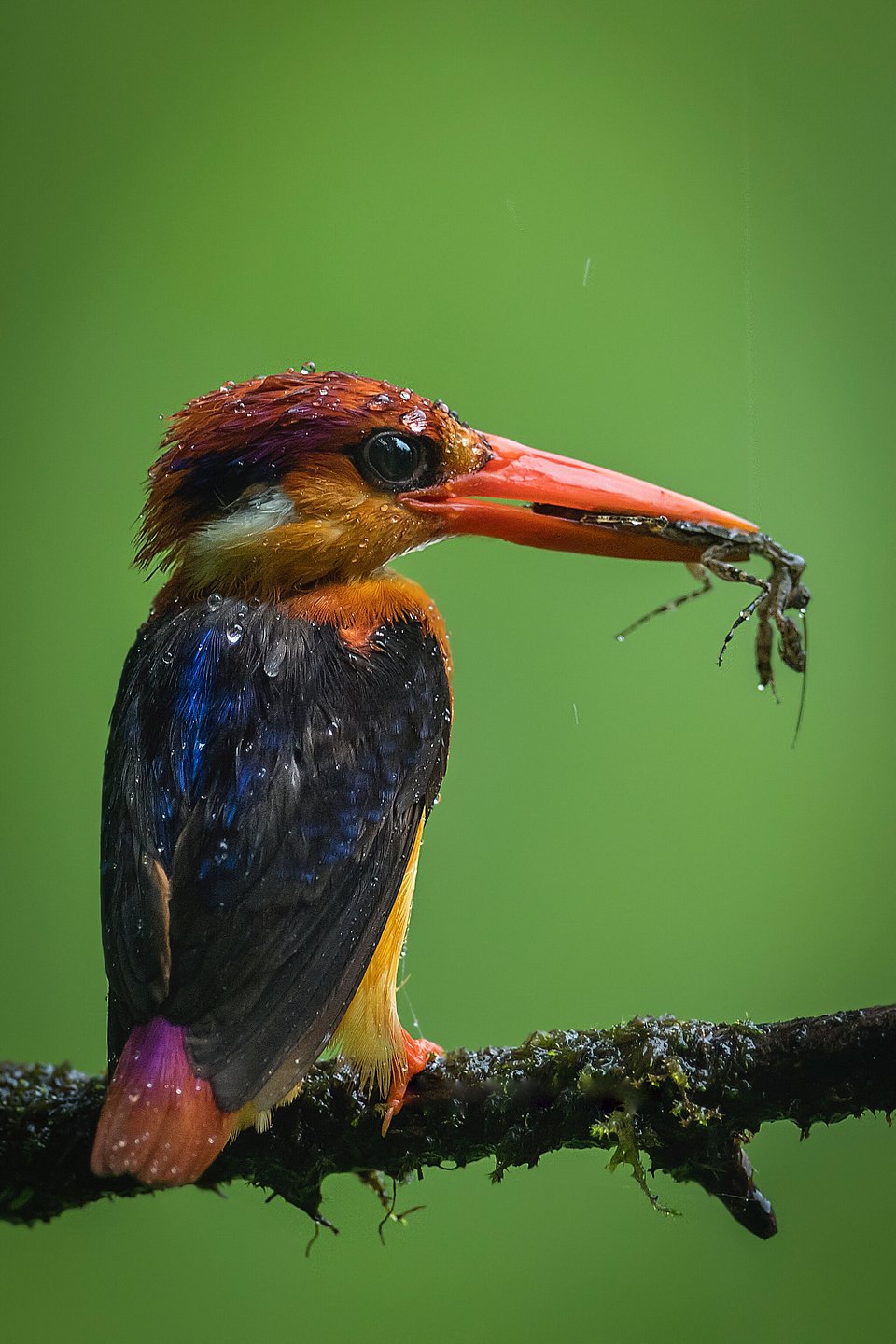 (Mitesh Patel/AGORA images)