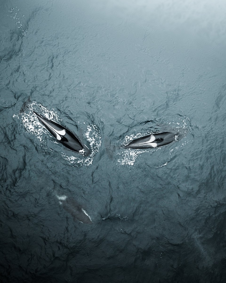 Orcas live in tight family groups, or pods where several generations of family members travel together (Viggo Lundberg/AGORA images)