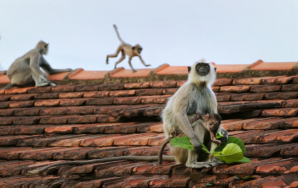 (Panduka de Silva/AGORA images)