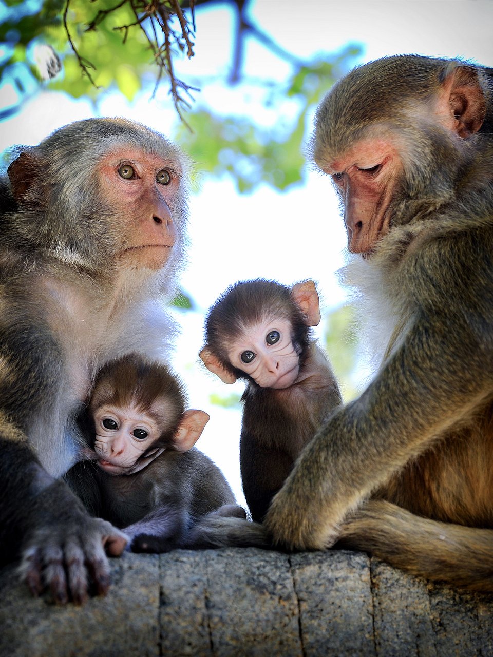 (Vuong Manh Cuong/AGORA images)