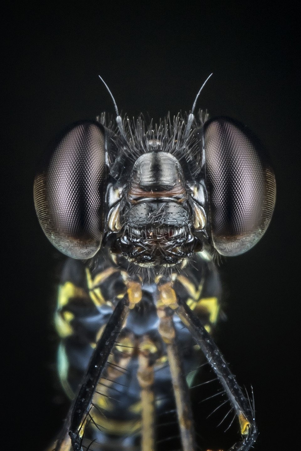 Flies have thousands of tiny lenses called ommatidia in their eyes, which allow them to see 360 degrees at once. (Agora)