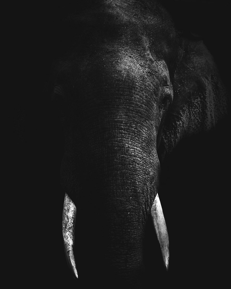 Location: Somawathiya National Park, Sri Lanka
