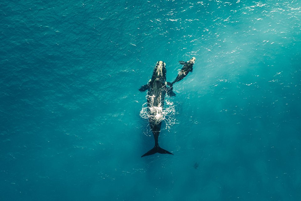 Location: Nativ Dog Beach Bay, Australia