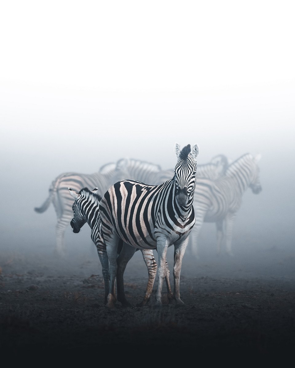 Location: Etosha National Park, Namibia