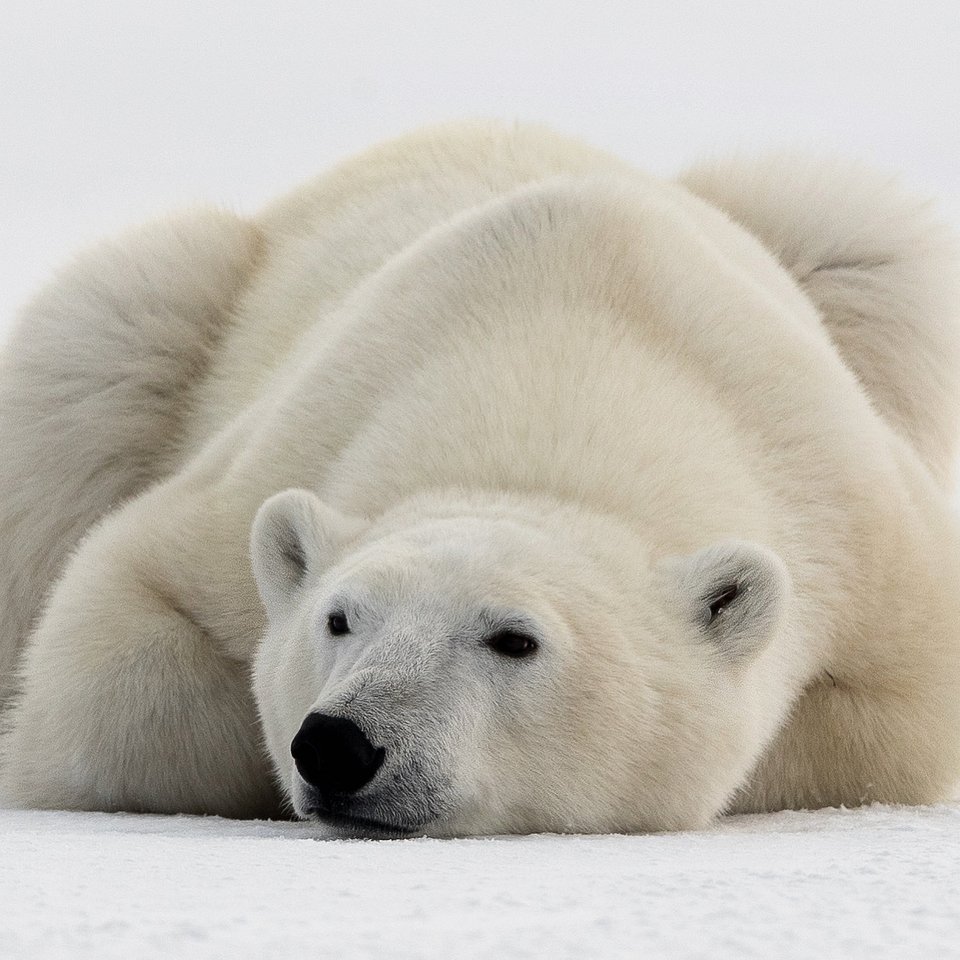 Location: Hudson bay, Churchill, Canada