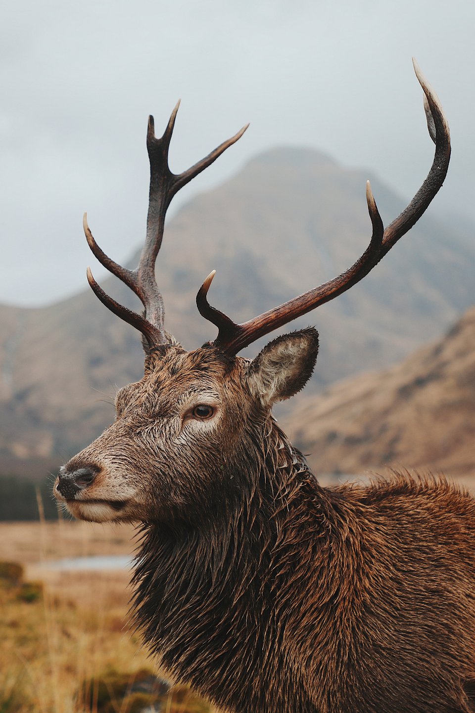 Location: Scotland, UK