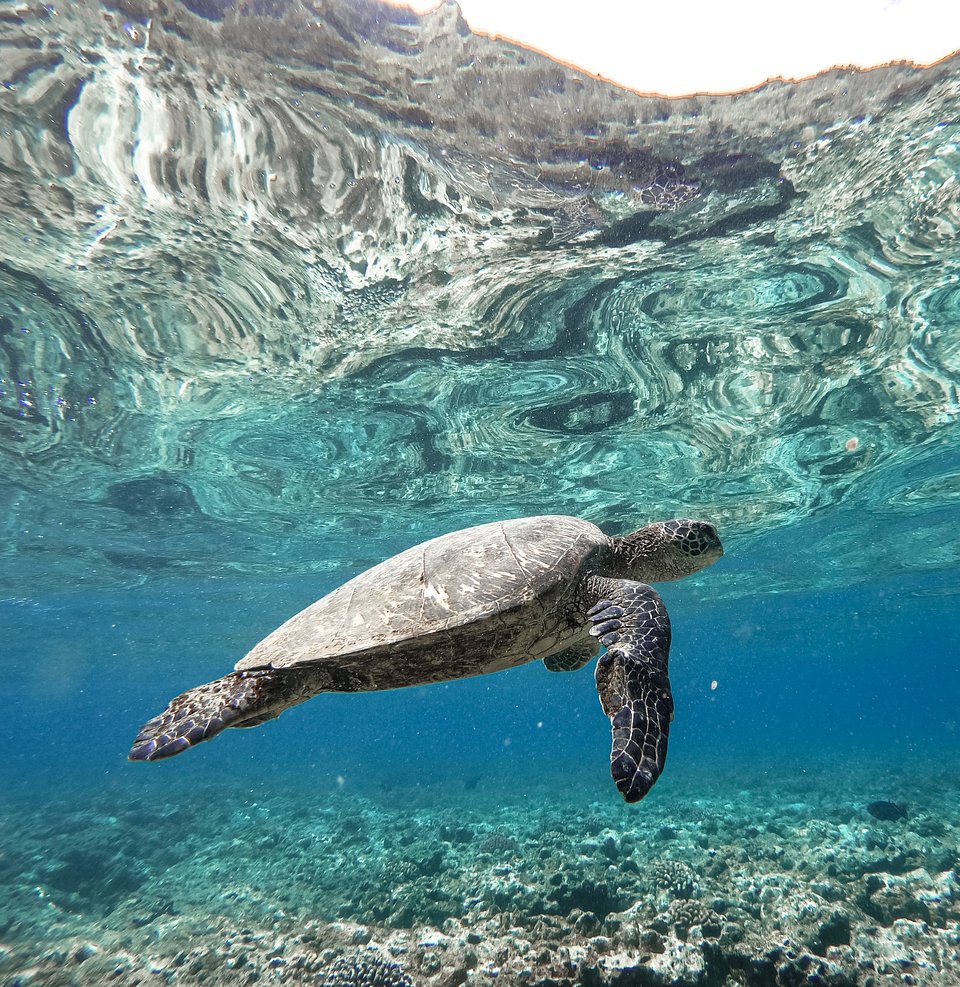 Location: Ke'e Beach, Kauai, USA