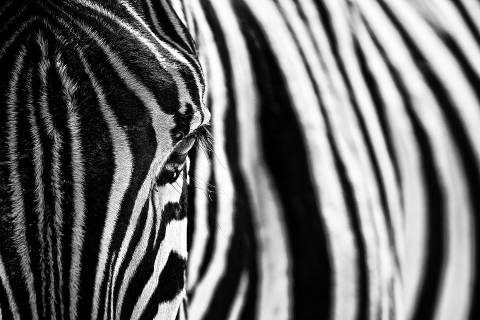 Location: Etosha NP, Namibia