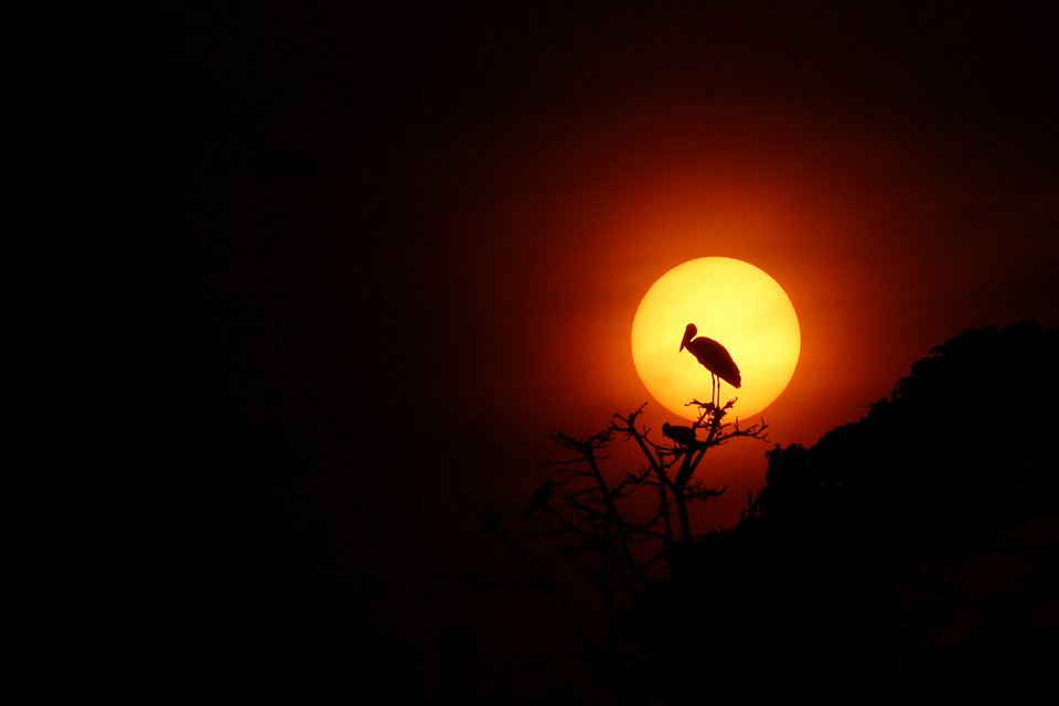 Location: Rajshahai University campus, Bangladesh