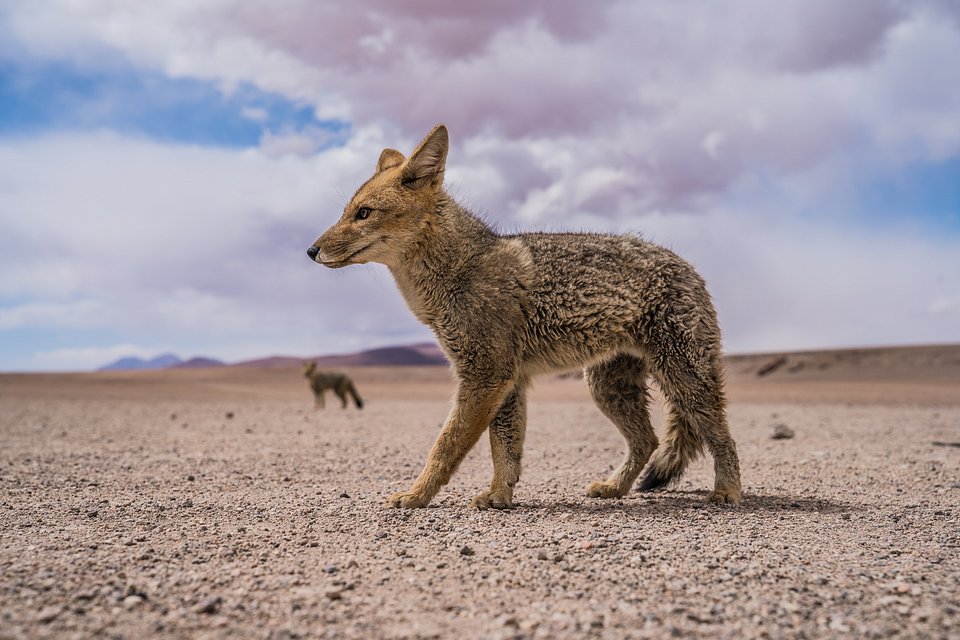 Location: South Libez Desert, Bolivia