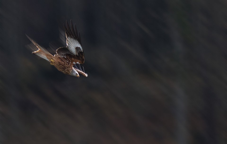 Location: Scottish Highlands, UK