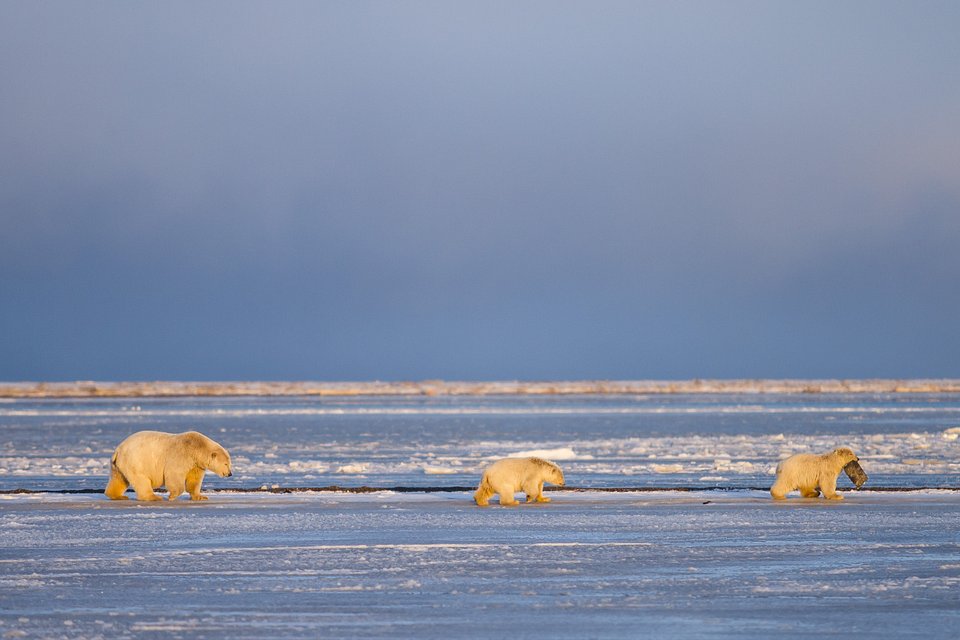Location: Kaktovik, Alaska, USA