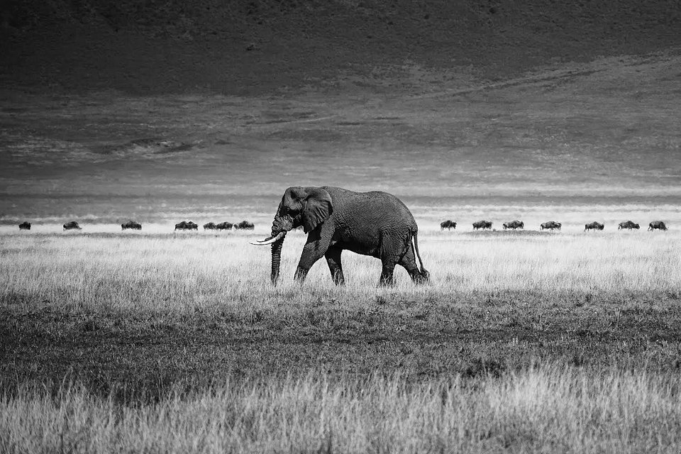 Location: South Africa