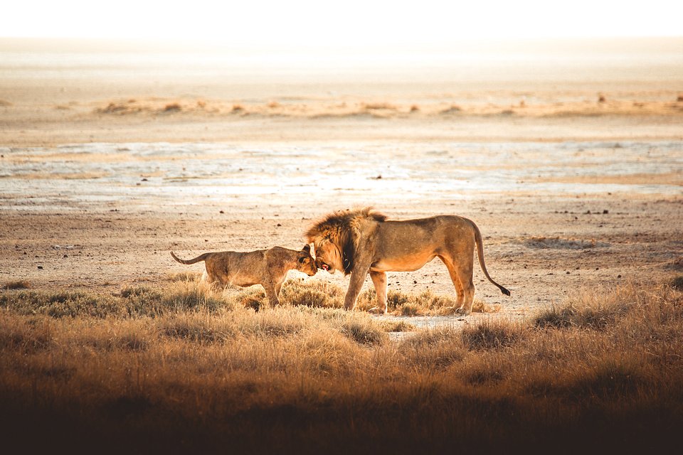 Location: Etosha Park, Namibia