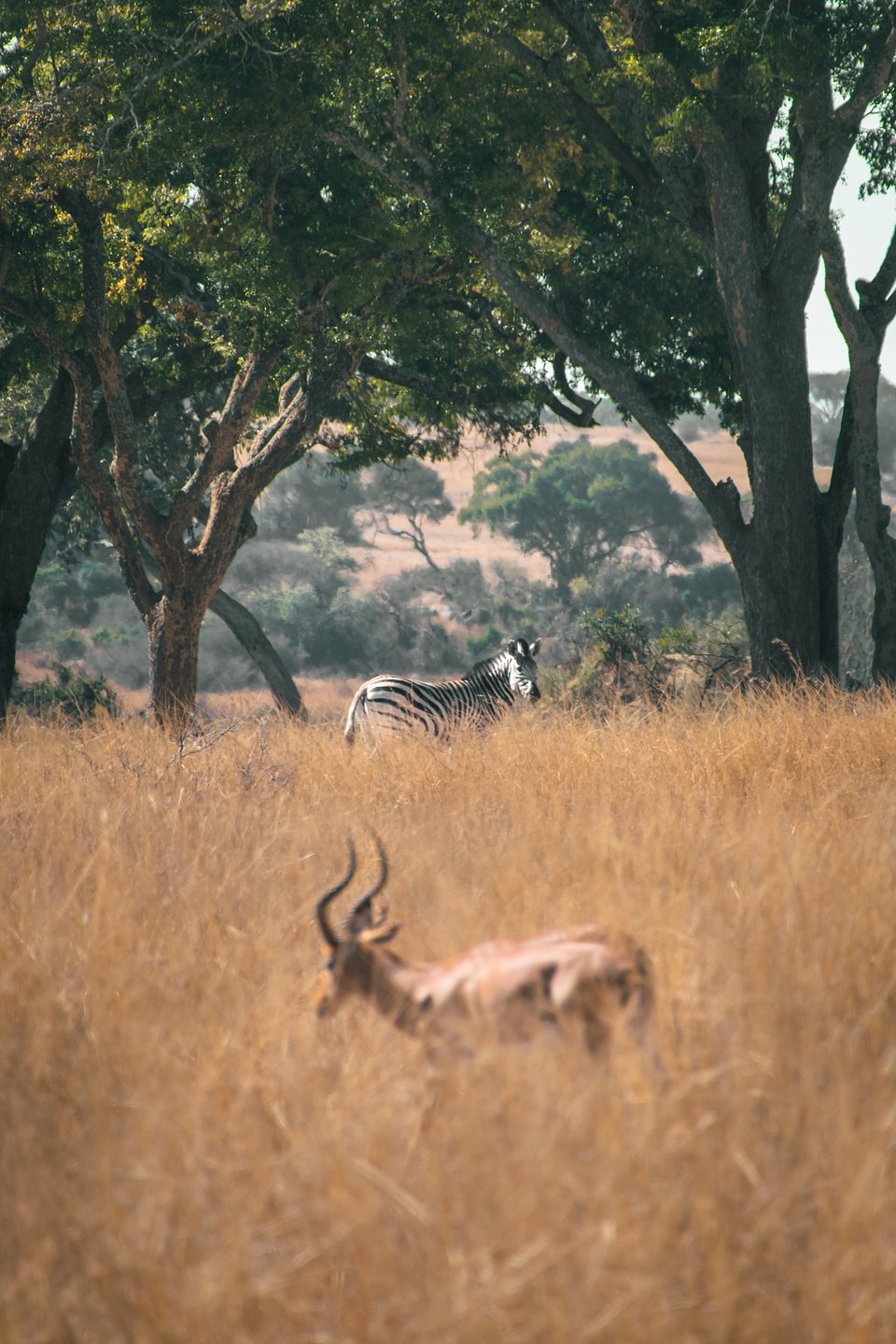 Location: Imire Rhino Conservation, Zimbabwe