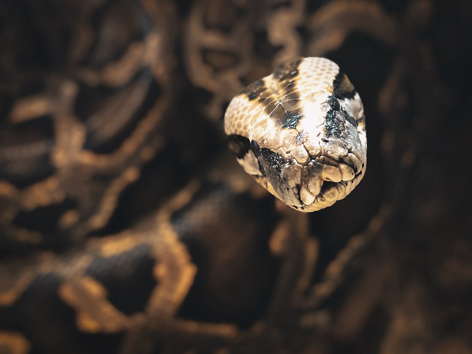 Location: Local snake handlers, USA