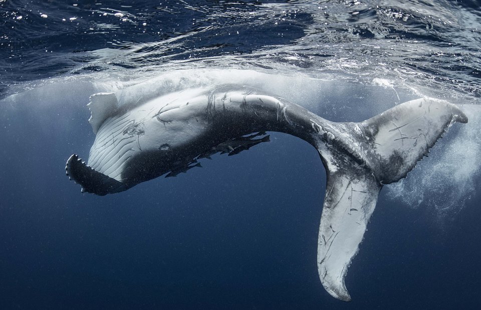 Location: Vava'u, Tonga