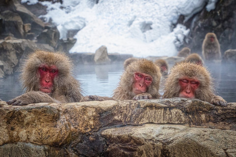 Location: Jigokudani Yaen Kōen, Japan