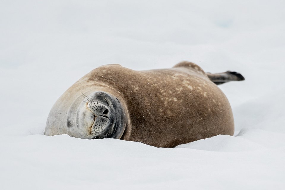 Location: Antartica