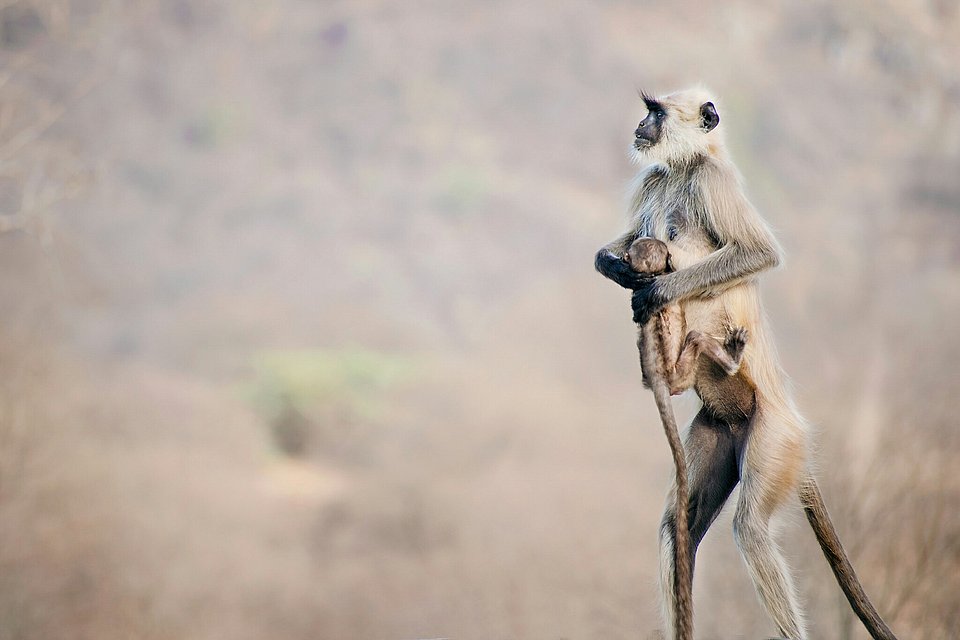 Location: Jaipur, India