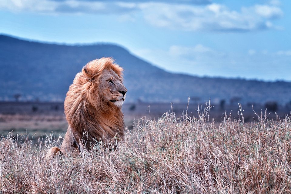 Location: Parc National De Serengeti, Tanzania